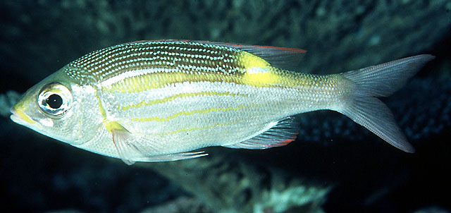 Gnathodentex aureolineatus